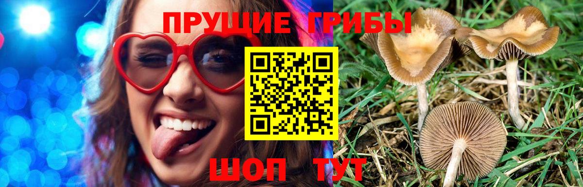 Галлюциногенные грибы Psilocybine cubensis Реутов